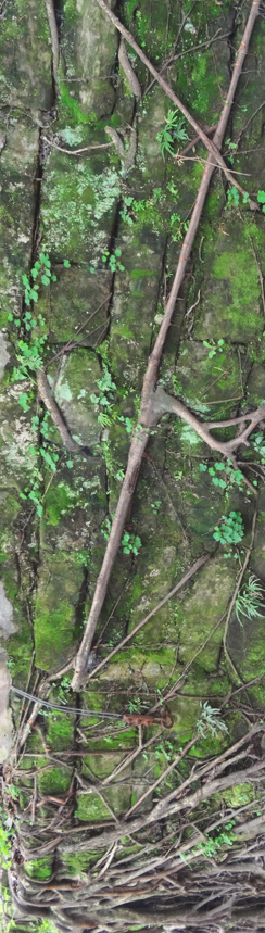 Baumwurzeln im Botaischen Garten von Chongqing 