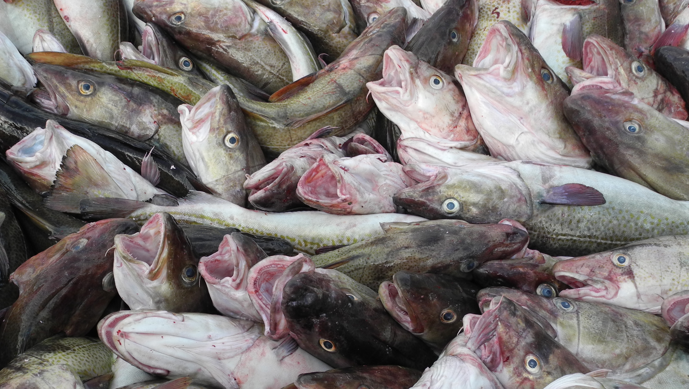 Lofoten im Winter 2011 - Fisch, Bildautor Jürgen Albrecht