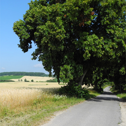 Grumsiner Forst - vor Luisenfelde