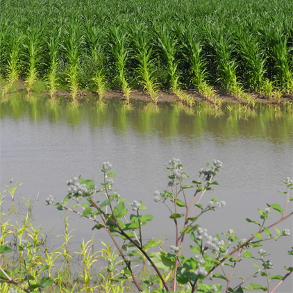 Uckermark - Maisfeld