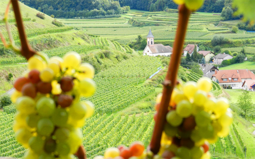 Vogtsburg am Kaiserstuhl