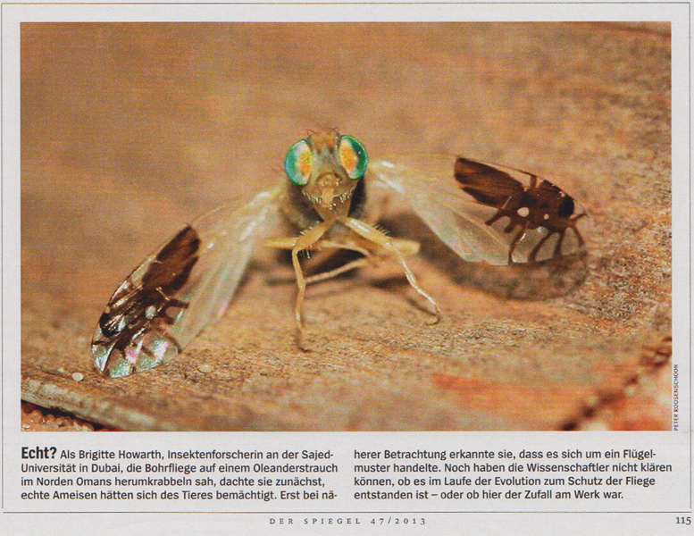 Bohrfliege - Auf den Flügeln sind Ameisen aufgemalt ...!