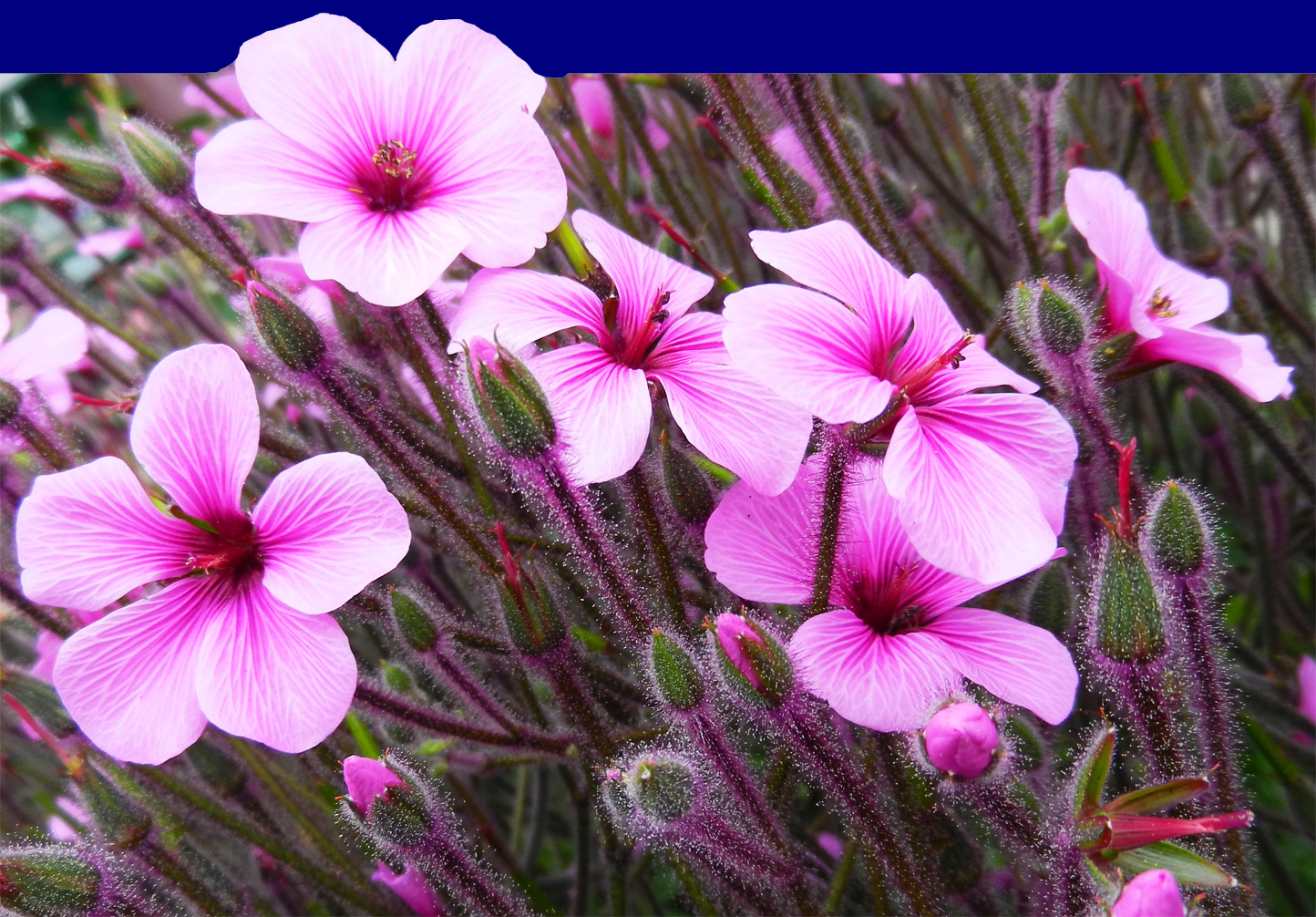 Blüten im Botanischen Garten, Funchal