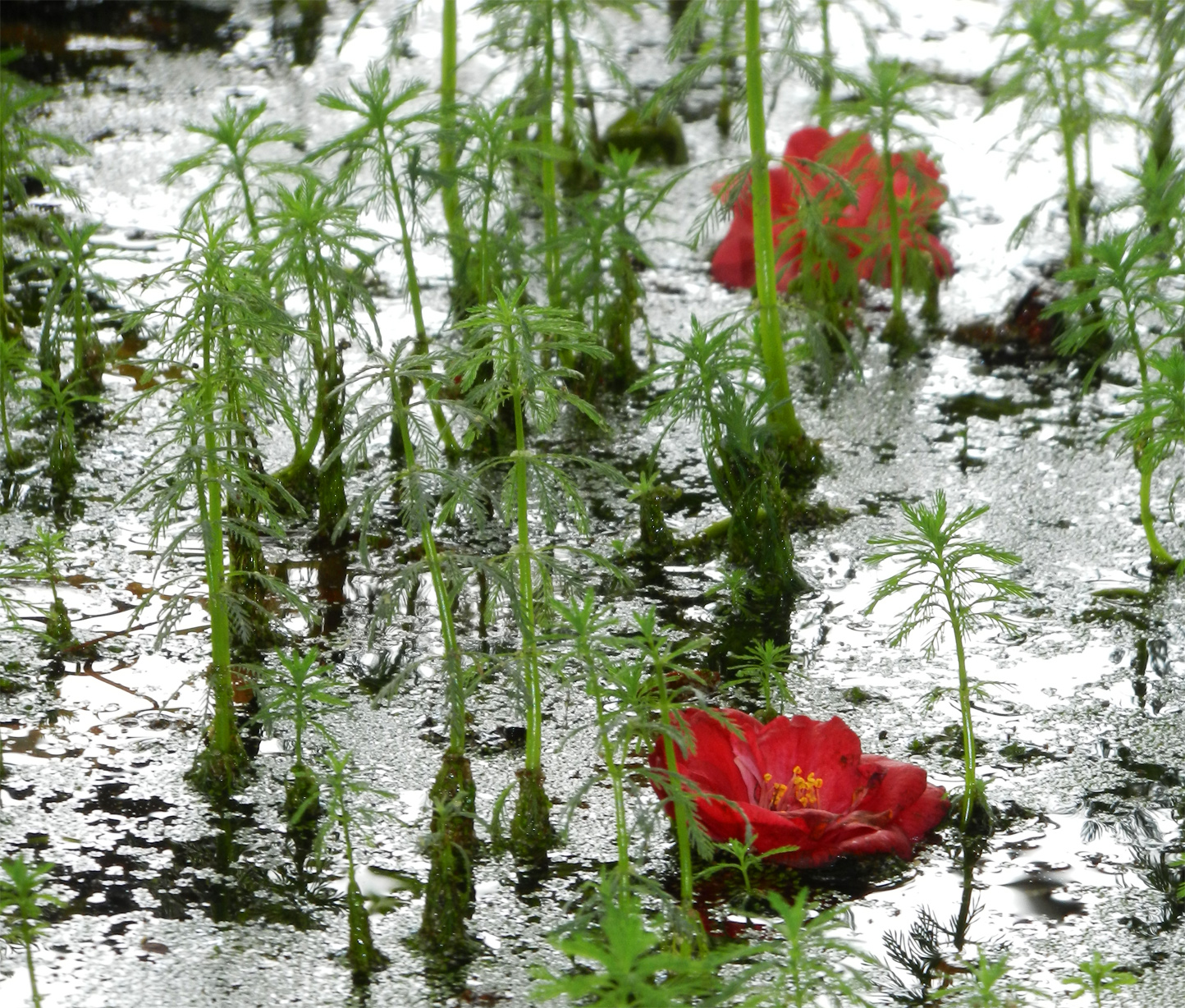 Wasserpflanzen im Botanischen Garten, Funchal
