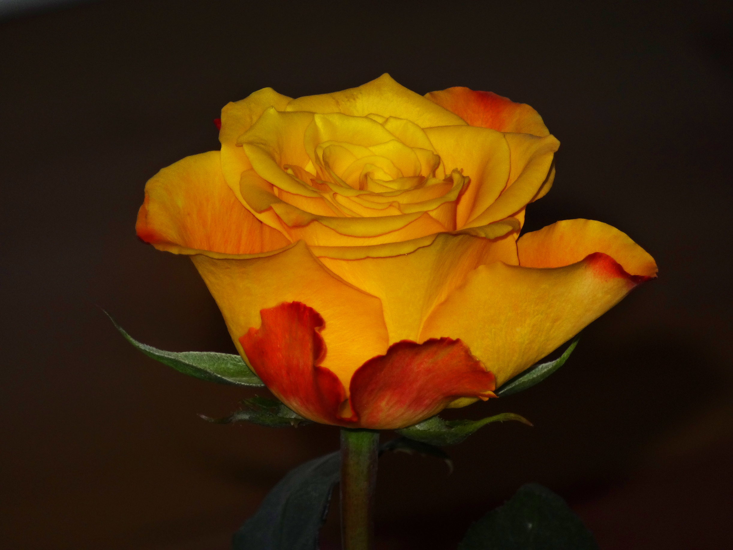 Testbild HX20V Rose