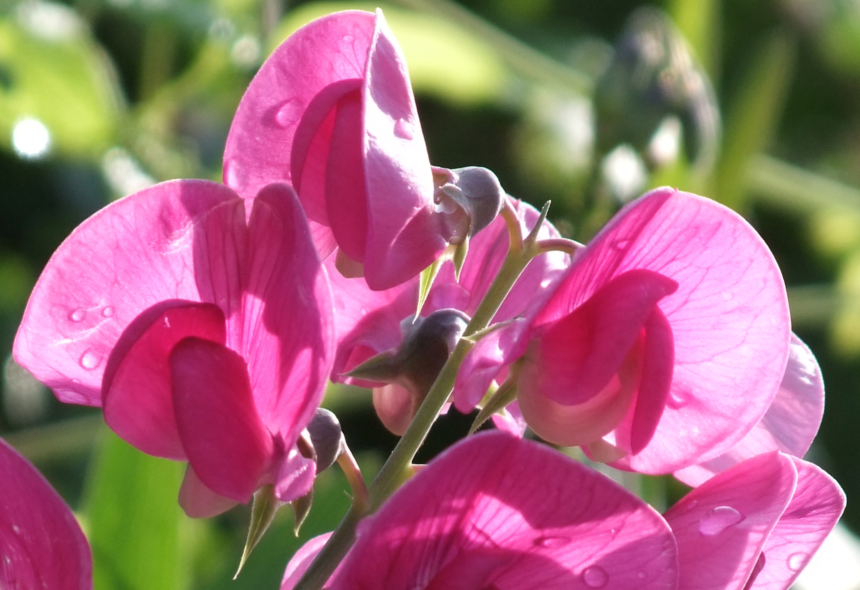 Blüte im Gegenlicht