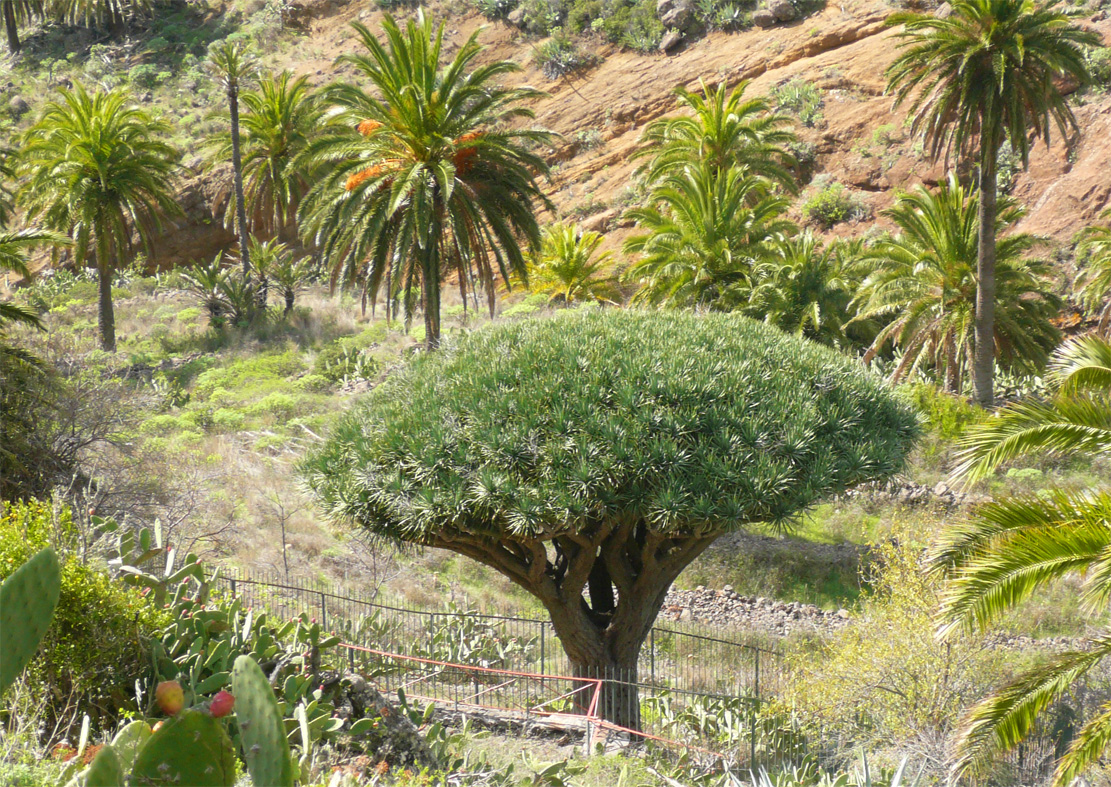 Der Drachenbaum