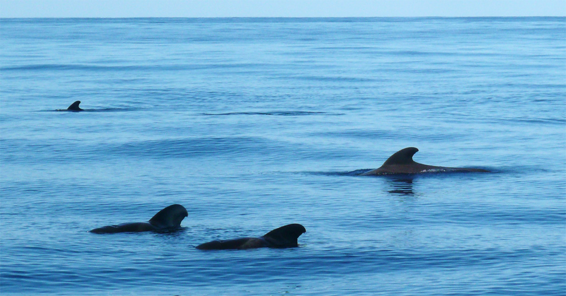 Whale Watching