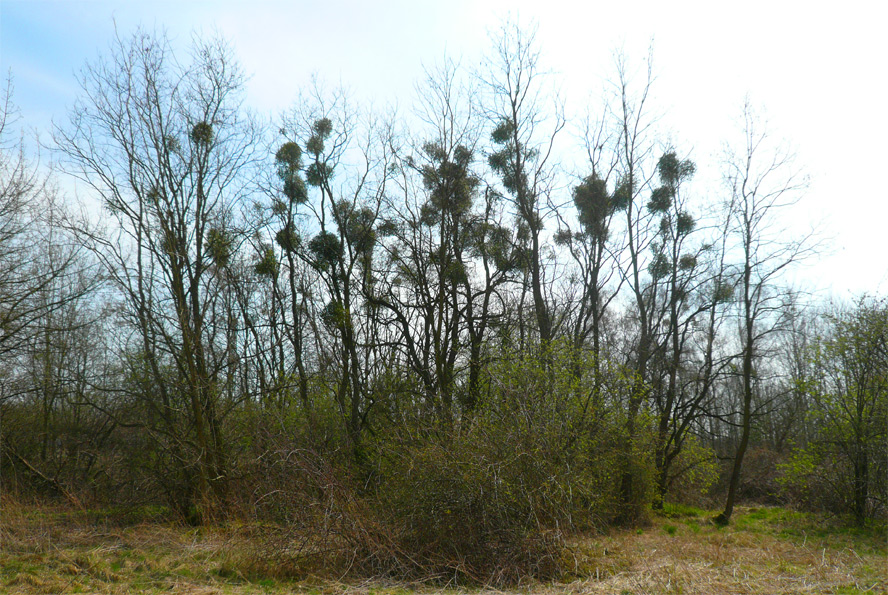 Natur-Park Schöneberger Südgelände, Berlin