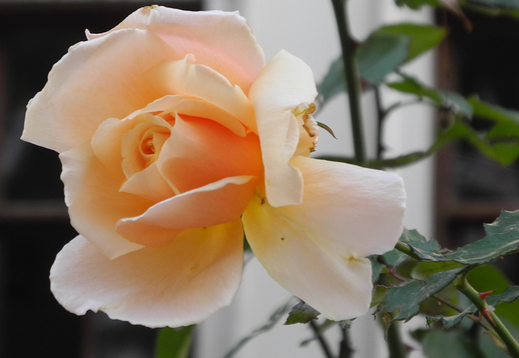 Testbild Nikon P7000 - Rose