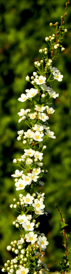 Spiraea in Schätzchen ihrn Garten