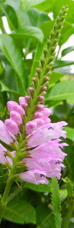 Schatzi seine Gelenkblume