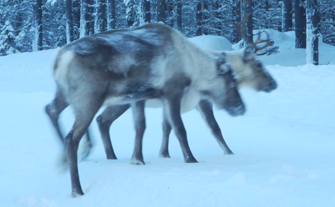 Rentiere auf dem Weg nach Jokkmokk