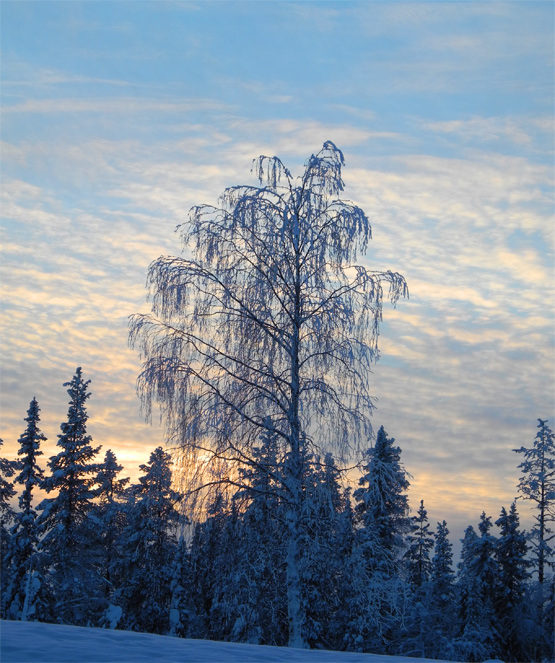 Sunset auf dem Weg nach Jokkmokk, 15.02.2011, 15:33