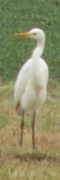 Schätzchen hat vor ihrem Haus einen Silberreiher fotografiert - 15xZoom mit Canon SX210 IS