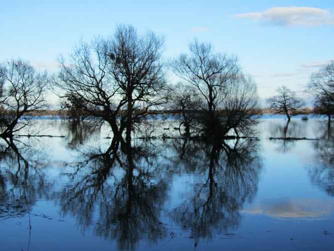 Hochwasser an der Elbe bei Pretzien - Foto von Schätzchen