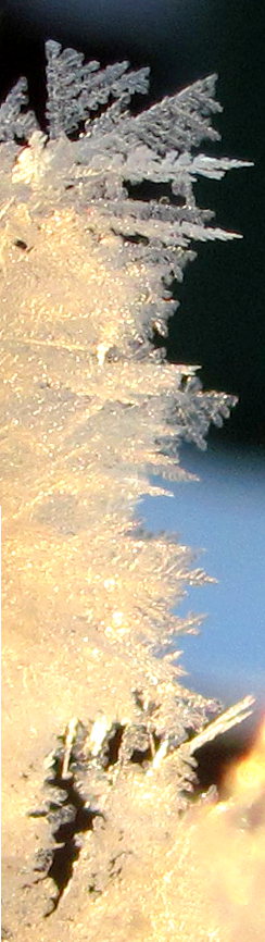 Schneekristall fotografiert von Schtzchen