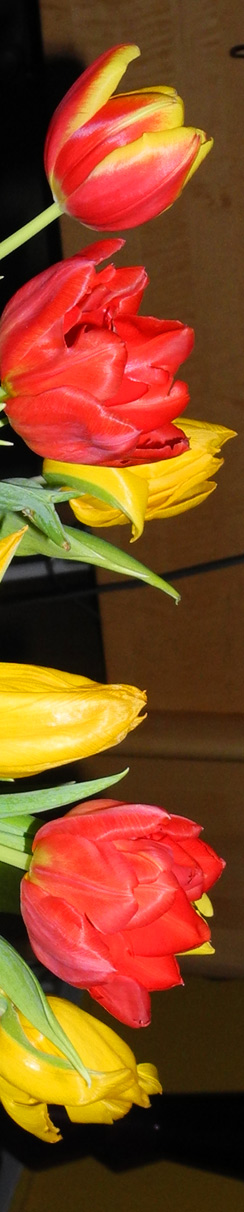 Tulpen signalisieren den Frühling!