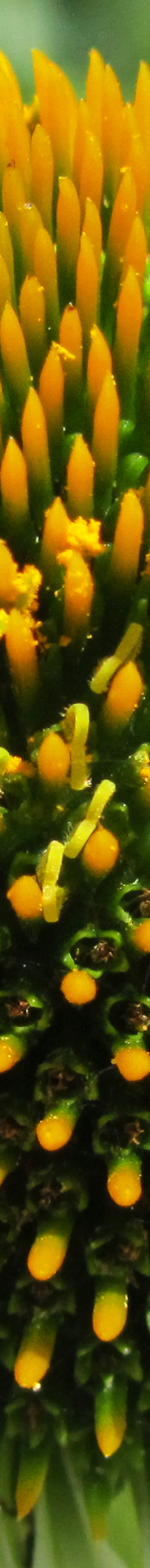 Schatzis Blumenmuster