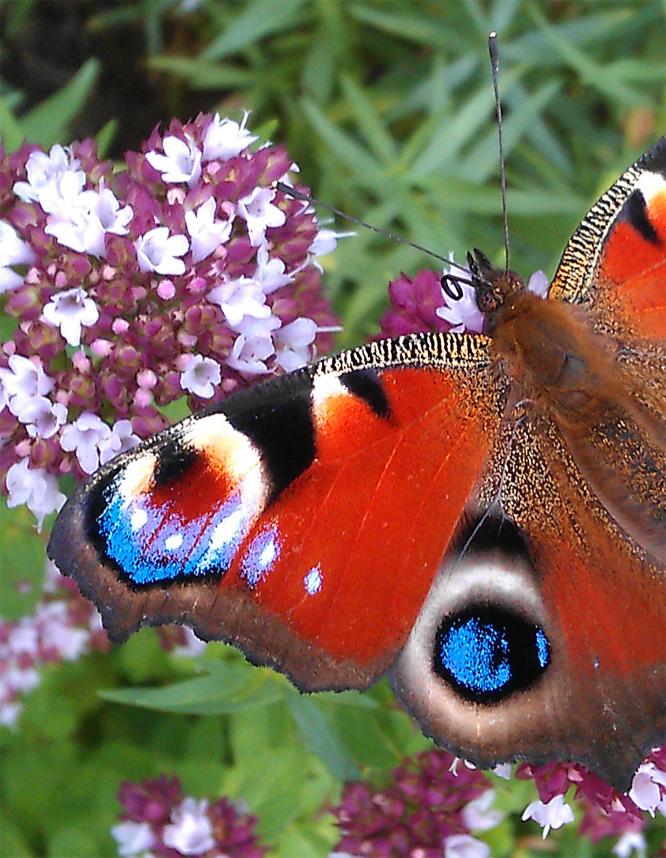 Pfauenauge - Dem Schatzi ihr'n Schmetterling