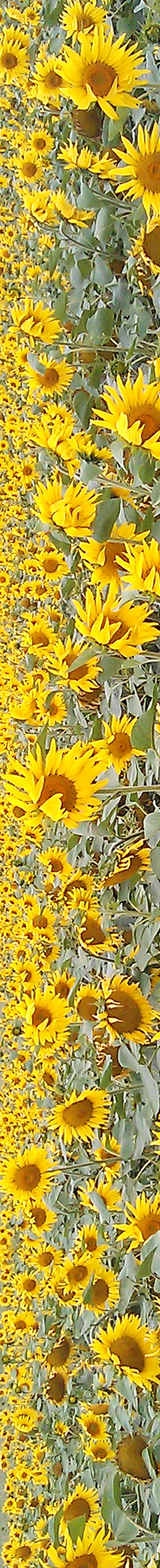 Sonnenblumen in der Nähe von Schloss Leitzkau