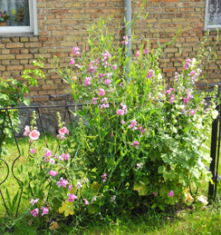 Wicken in Groß-Ziethen