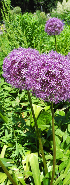 Violette Kugel - Name ?!