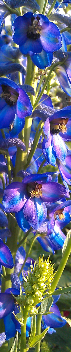 Schatzi ihr'n Rittersporn  - Foto mit Smartphone Desire S