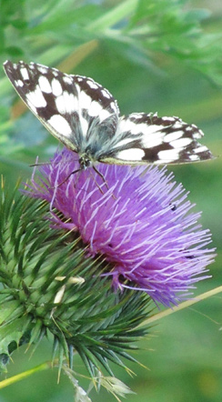 Schatzi ihrn Schmetterling