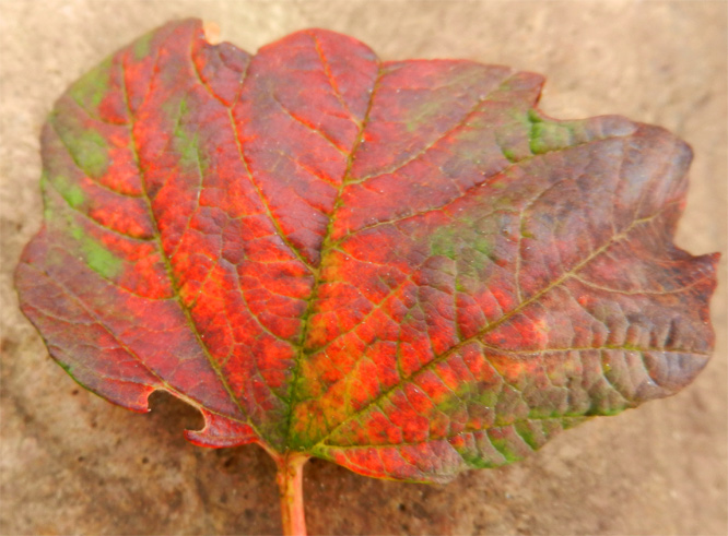 Schatzi ihr eines Blatt  im November