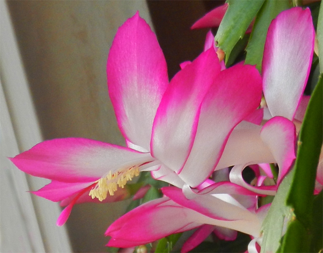 Schatzi ihrn Weihnachtskaktus