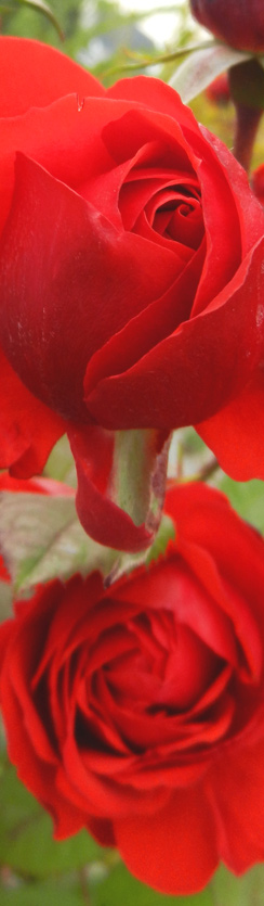 Dem Inge seine schöne Rose