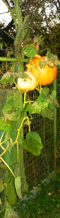 Helloween am Gartenzaun