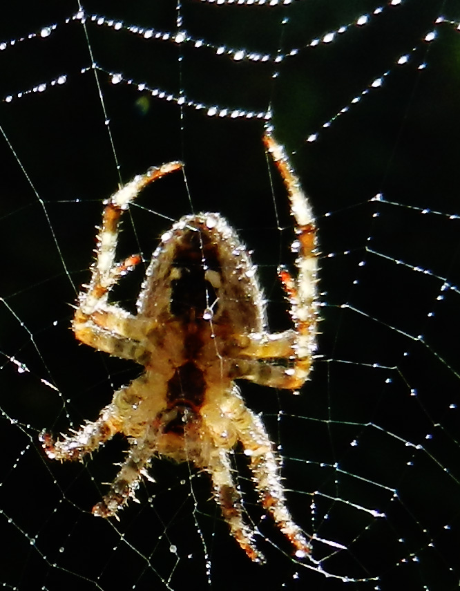 Spinne in der Morgensonne