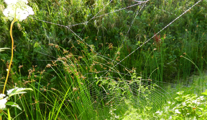 Spinne in der Morgensonne