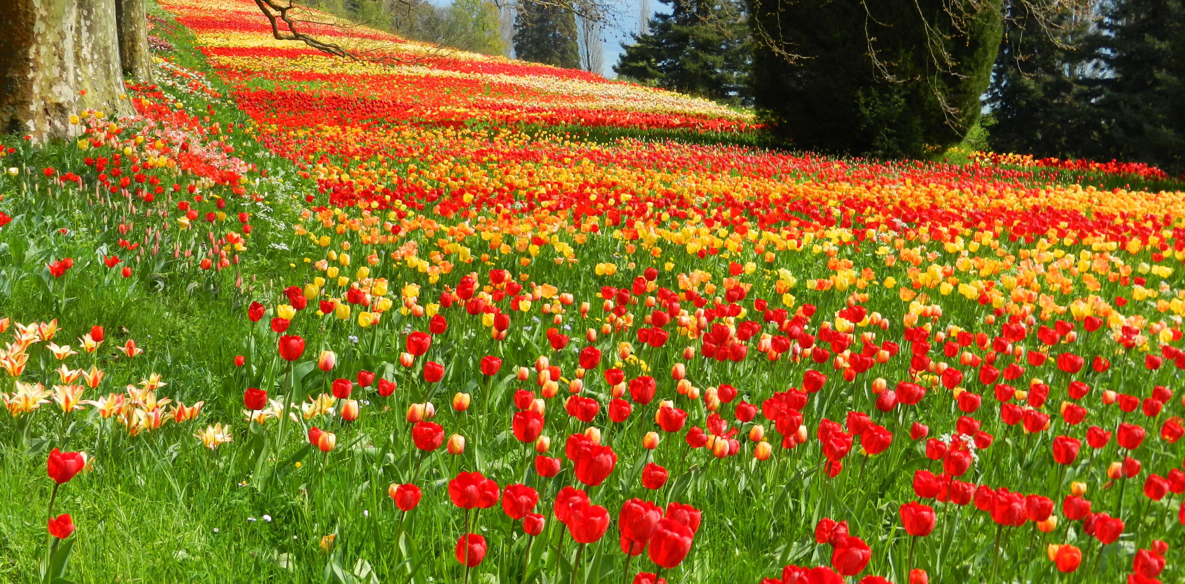 Die Insel Mainau im April 2012
