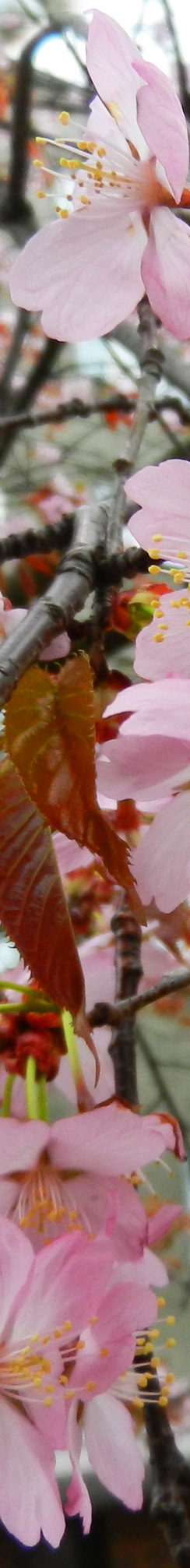 Kirschblüten vor Osteern