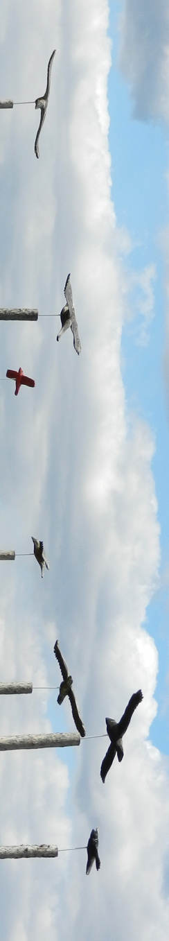 Vögel aus Holz in Tempelhof