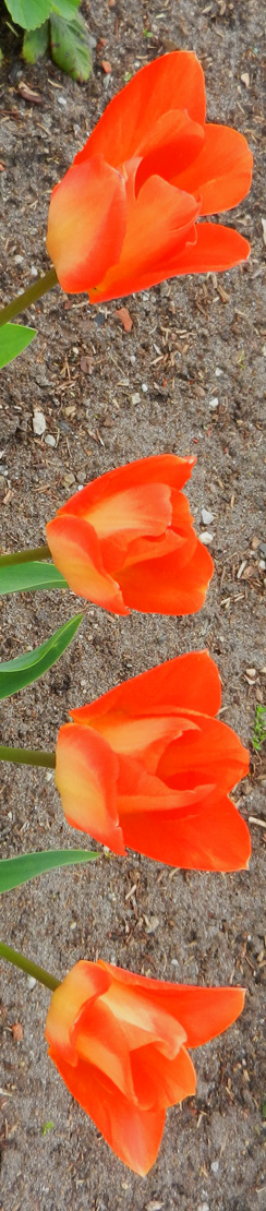 Tulpen aus Schatzi ih'n Gahten