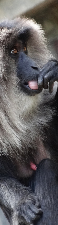 Affe im Leipziger Zoo