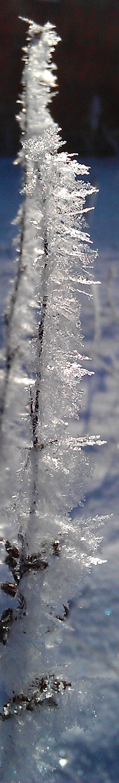 Rauhreif Foto mit Handy Desire S ...!