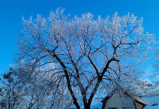 Rauhreif in Roßlau/Elbe am 04.02.2012