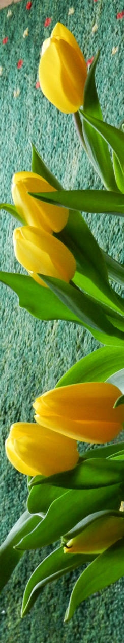 Tulpen