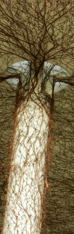 Am Reichstag- Organic structures