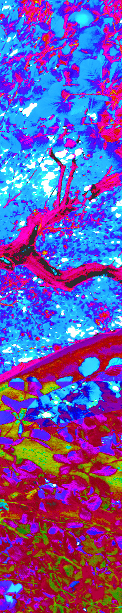 Baum im Plänterwald