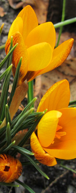 Frühling in Schatzi ih'n Garten