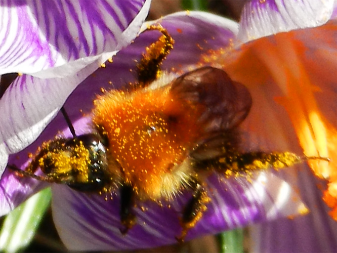 Biene in einem Krokus