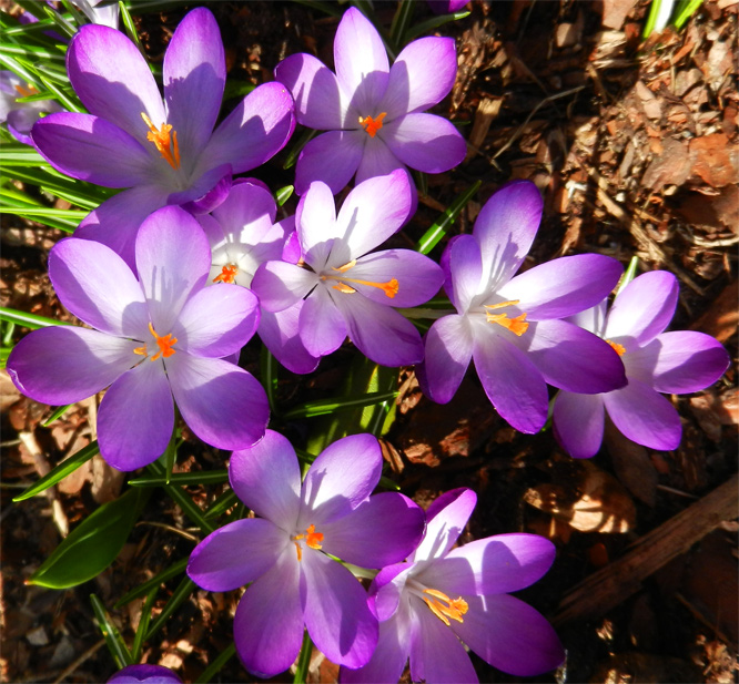 Krokus vor der Haustür