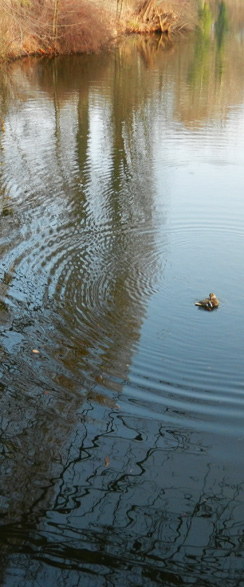 Wellen im Tiergarten