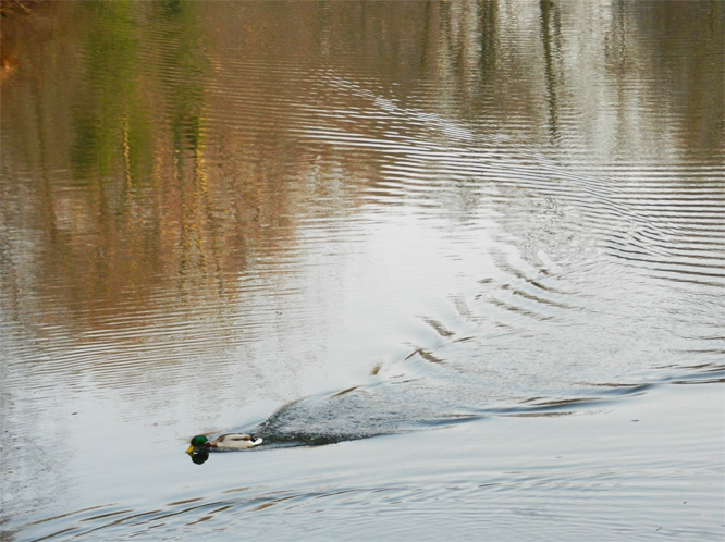 Wellen im Tiergarten